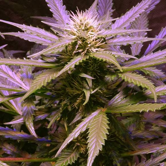 Lemon OG Haze Auto Feminisierte Samen
