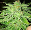 Semillas feminizadas Strawberry OG
