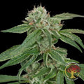 Crockett's Confidential Regular Seeds