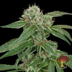 Crockett's Confidential Regular Seeds
