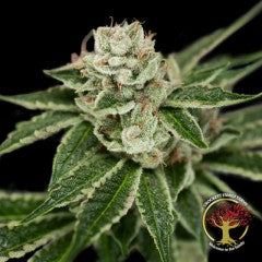 Crockett's Dawg Regular Seeds