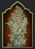 Female Collection #1 Feminised Seeds