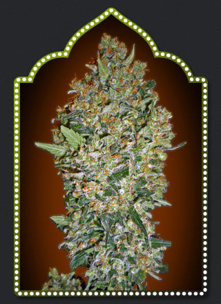 Female Collection #1 Feminised Seeds