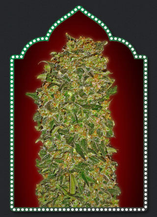 Female Collection #2 Feminised Seeds