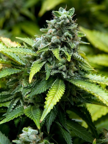 Collection #3 Feminised Seeds