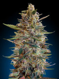 Collection #2 Auto Feminised Seeds