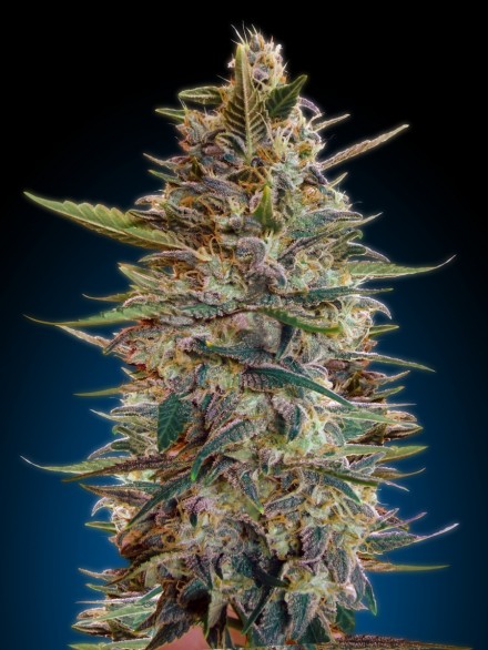 Collection #2 Auto Feminised Seeds