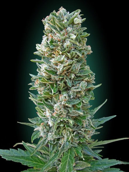 Collection #3 Auto Feminised Seeds