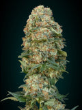 Collection #4 Auto Feminised Seeds