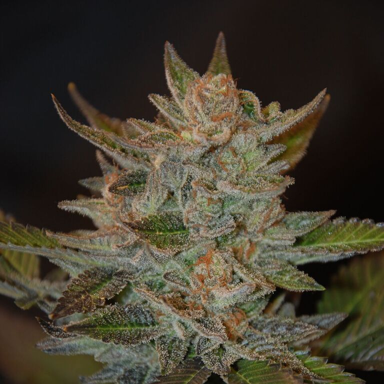 Semillas feminizadas Blue OG