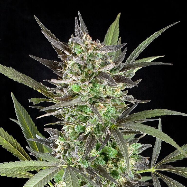 Semillas feminizadas de Blue Venom