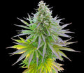 Semillas feminizadas de Blueberry Gum