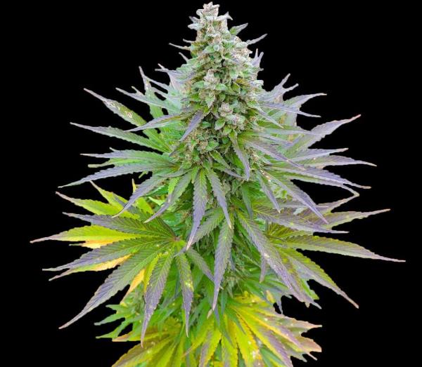 Semillas feminizadas de Blueberry Gum