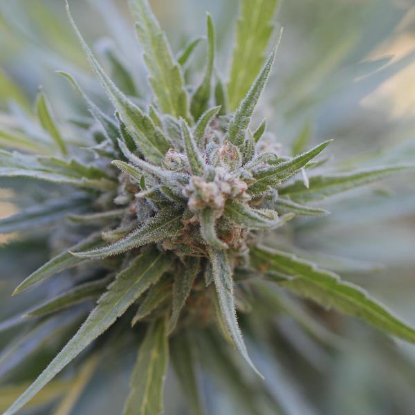 Midnight Kush Feminised Seeds