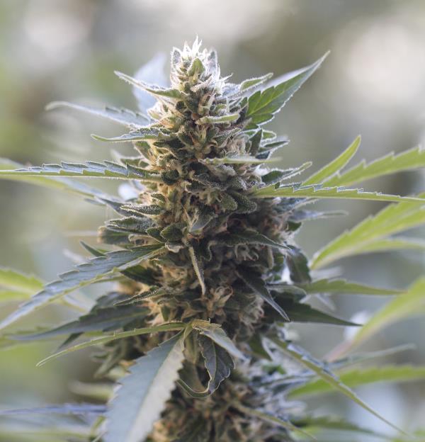 Northern Lights x Skunk Feminised Seeds