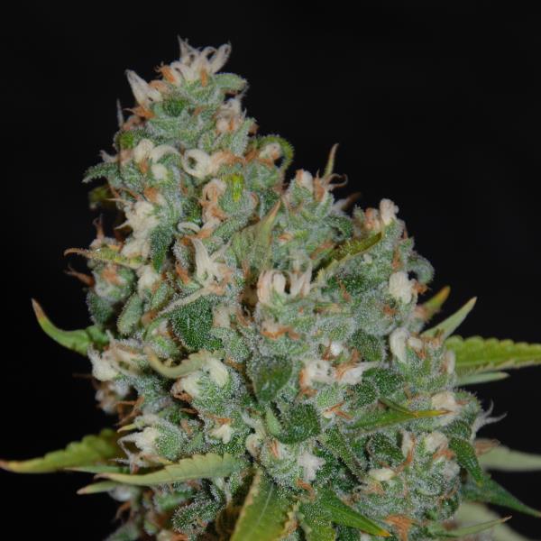 OG13 Feminised Seeds