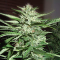 Semillas feminizadas de Pineapple Express
