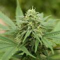 Semillas feminizadas de Pineapple Express #2