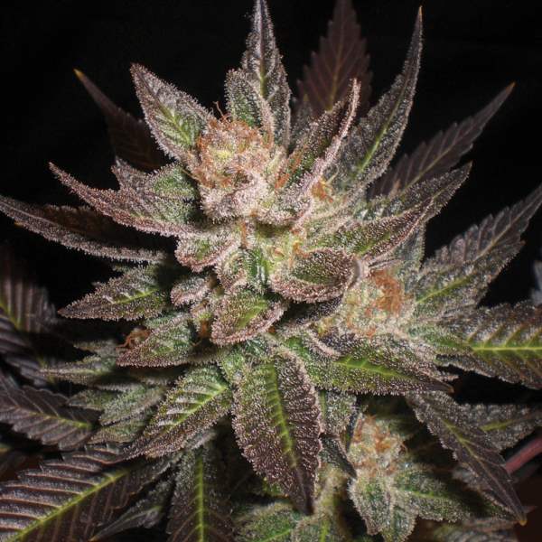 Purple Haze Feminised Seeds