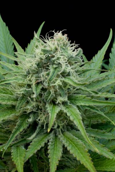 Semillas feminizadas Raw Diesel