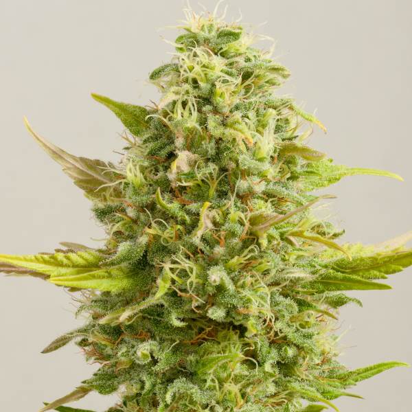 Semillas feminizadas de Royal Kush