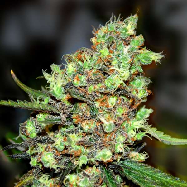 Semillas feminizadas Skunk #1