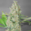 Semillas feminizadas de Super Skunk