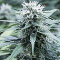 Sweet Amnesia Feminised Seeds