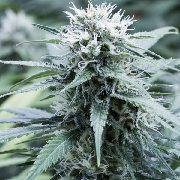 Sweet Amnesia Feminised Seeds