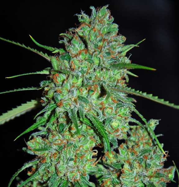 Semillas feminizadas de White Critical