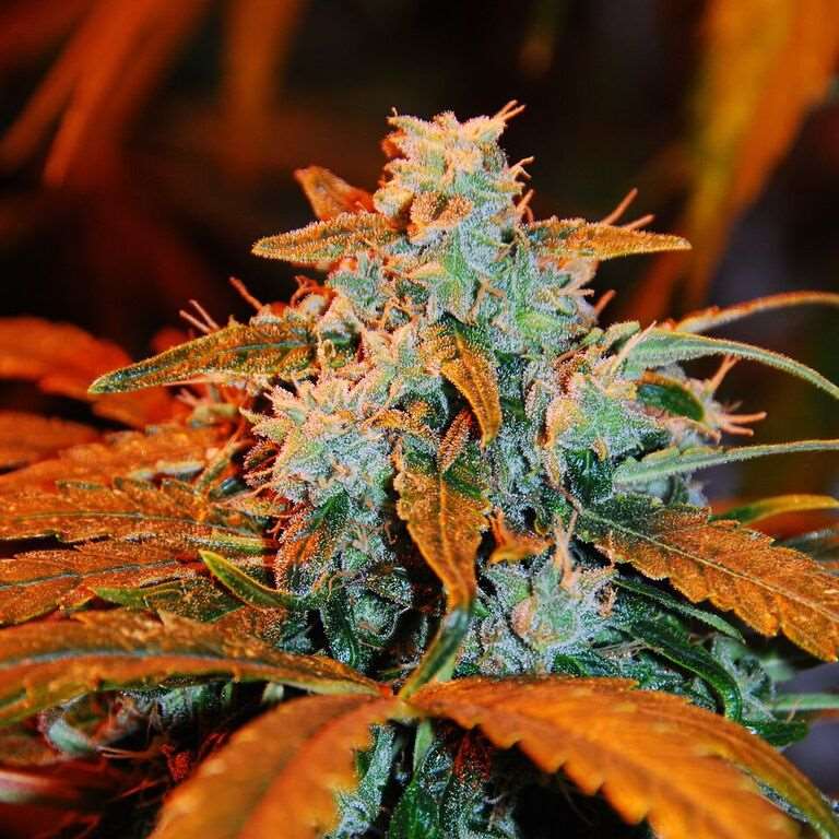 Berry Auto Feminised Seeds