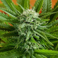 Semillas feminizadas de Pineapple Express Auto