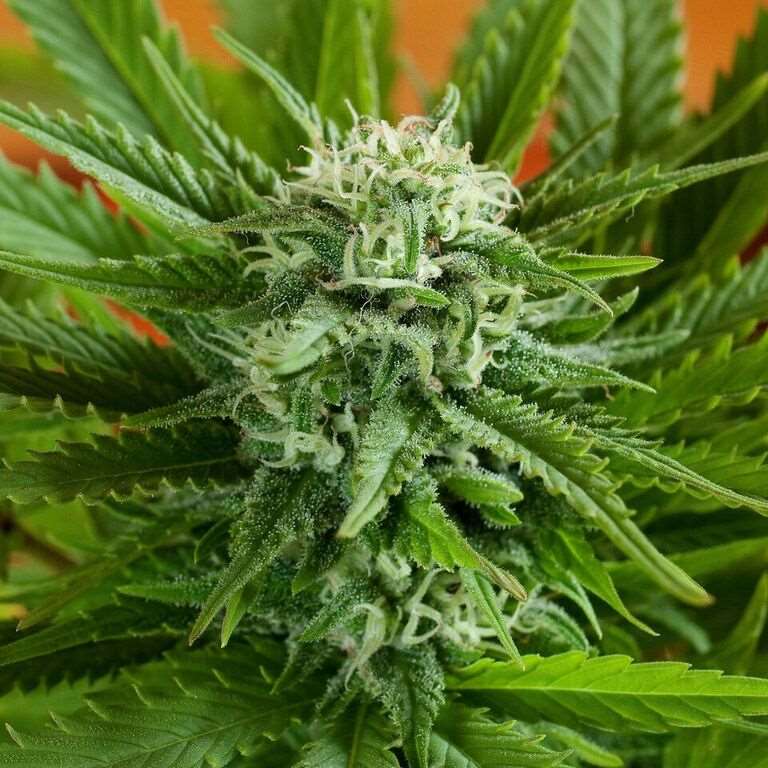 Semillas feminizadas de Pineapple Express Auto