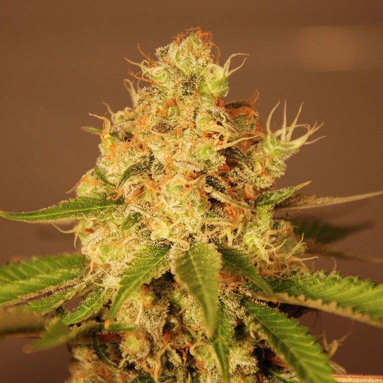 Diesel Auto Feminised Seeds