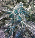 Semillas feminizadas de Girl Scout Cookies
