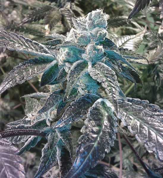 Girl Scout Cookies Feminised Seeds