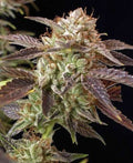 BC Kush feminisierte Samen