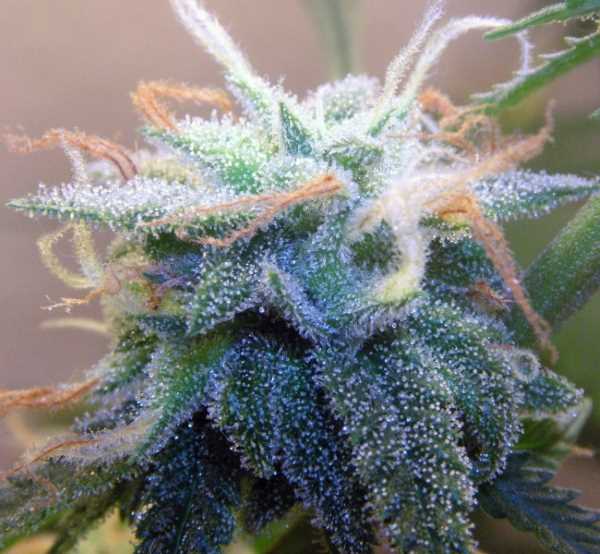 BC White Widow feminisierte Samen