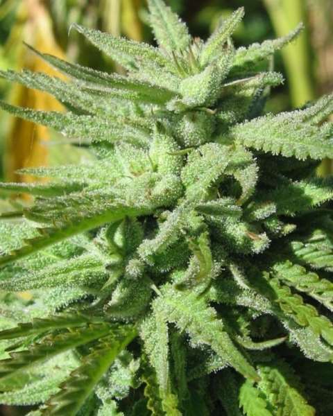 Semillas feminizadas de BC Hash Plant