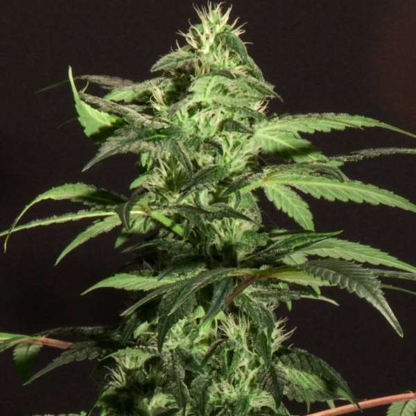 Semillas feminizadas de BC Jack Herer