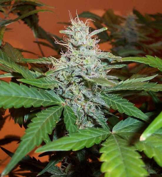 Semillas feminizadas BC Lowryder #2 Auto