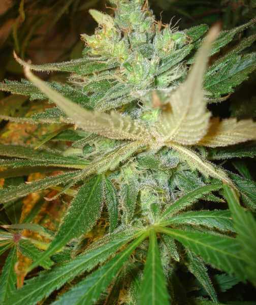 Semillas feminizadas de Strawberry Cough