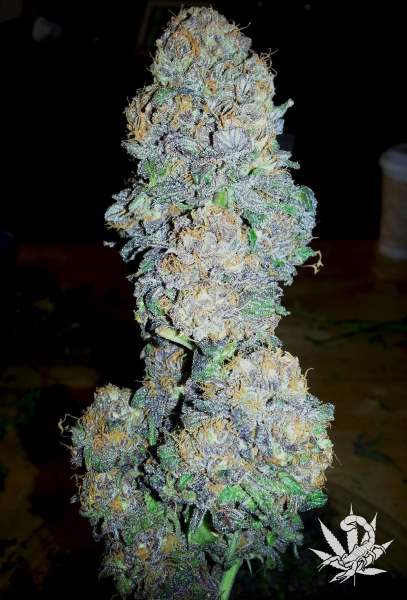 God's Gift Feminised Seeds
