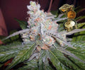 Purps Regular Seeds