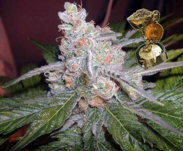 Semillas regulares de The Purps