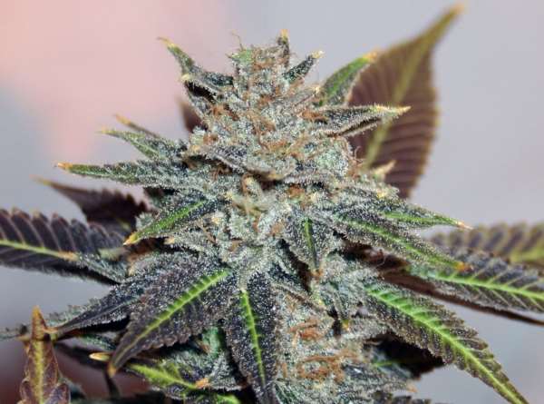 Semillas regulares de Night Nurse