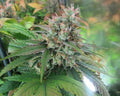 Semillas regulares de CBD God Bud