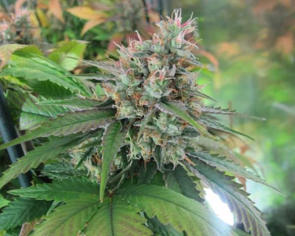 Semillas regulares de CBD God Bud