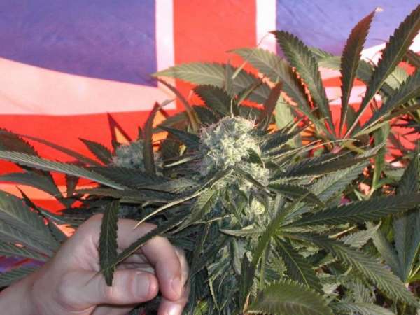 Semillas regulares de BC Sweet Tooth