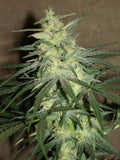 Semillas regulares de mango BC